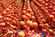 천혜의 햇볕이 찾아드는 양촌, 상주·영동 함께 3대 곶감산지