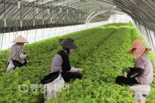 금산 추부깻잎 연매출 400억 넘었다