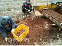 태안군, 해풍맞은 황토 더덕 효자작물 등극