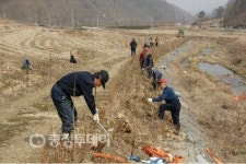 음성 백야리 매실축제 준비
