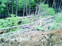 100년 넘은 소나무 아무도 모르게 싹둑