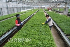 음성군 공정육묘장 우량 고추묘 공급