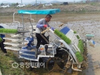 성남면 이상희 씨 천안시 첫 모내기