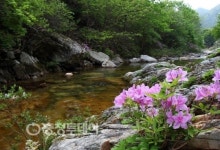 소백산 남천계곡 연분홍 철쭉 대향연