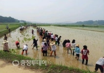 홍성 홍동 친환경 오리농법 농사체험 농번기 호응