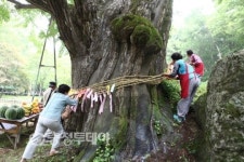 보석사 은행나무 대신제