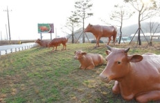 예산군 축산농가 FTA피해보전 접수