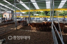예산군, 오가면에 한우 명품화 시범사육장 준공