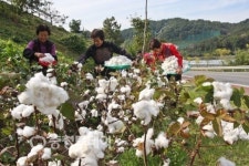 목화수확 한창