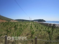 바람길·발길·눈길… 多잡은 원산도