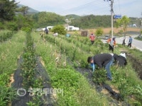 단양군 어상천면 직원 농촌 일손돕기