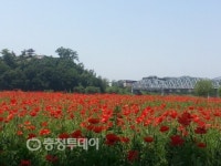 공주 금강신관공원 사면·미르섬 여름꽃 만발