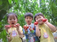옥천 삼양유치원 토마토 따기 체험학습