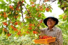 맛 좋고 몸에 좋은 체리 풍년 … 전국 입맛사냥