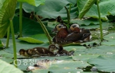 홍성군청 새 명물 원앙가족 눈길