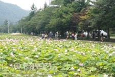 속리산 연꽃단지 형형색색 꽃세상