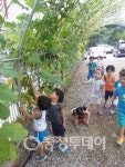계룡 도심속에 조롱박 주렁주렁