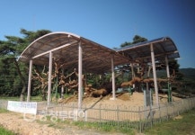 600년 괴산 왕소나무 새로 태어났다