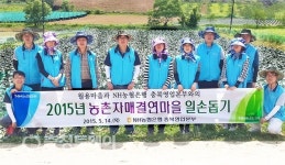NH농협 충북영업본부 미원면서 브로컬리 농삿일 도와