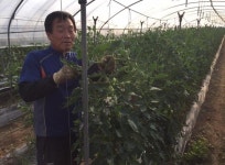 보은 수한면 토마토 농장 수확 한창