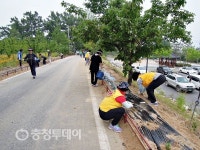 충주 문화동 직능단체협 호암지 산책로 국화 식재