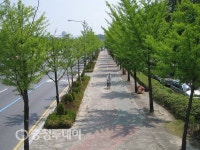 대전 초록빛 운치 가득한 가로수길 조성