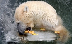 시원하고 달콤한 얼음과자