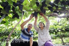 보령 사현마을 ‘노지포도’ 본격 출하… 당도 뛰어나 인기