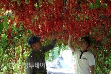 단양군 ‘오미자 부자마을 만들기’