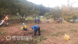 보령 청라면 오삼전 자율방범대, 고구마 캐기·나눔 행사