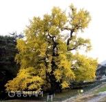 ‘천년의 신비’ 영국사 은행나무 당산제 연다