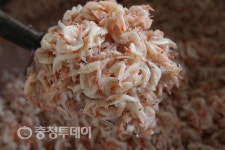 홍성군,천연토굴서 숙성되는 최고급 ‘새우젓’ 입맛 살리네