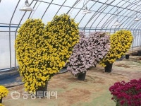 음암면 동원농장, 하트모양 대형 국화 서산시에 기증