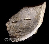 단양 수양개 유적서 사람 얼굴 모양 추정되는 돌조각 발견