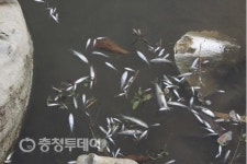 공주 중산천 물고기 집단폐사… 부실대응 도마위