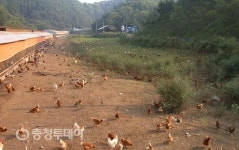 ‘자유로워진 닭’ 고품질 달걀로 보답
