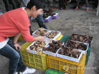 자연산 능이·싸리버섯 못구해 문닫는 20년 자연산버섯찌개집