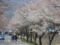 “도로변 흐드러지게 핀 벚꽃 구경오세요”