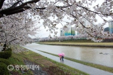 봄비 머금은 영동 양정천 벚꽃
