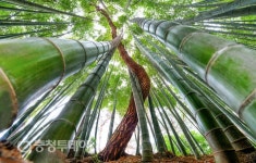 어우러져 사는 소나무와 대나무처럼 … 다름을 인정하는 공존의 사회로
