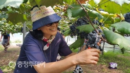 영동군 농촌문화체험마을 ‘북적’