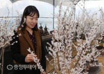 괴산군 미선나무 특화도시로 만든다