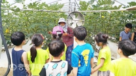 충주 동심예능유치원 어린이들 무화과 따기 현장체험