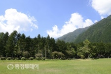 나무와 숲
