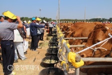 충남농협 좋은가축 선발대회 개최… “한우·젖소 계량 평가”