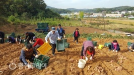청주 운천신봉동 주민센터 직원·주민자치위 농촌일손돕기