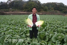 친환경으로 재배한 ‘청운절임배추’ 김장철 인기만점