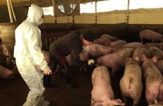 구제역 잠잠… 보은 제외한 충북지역 돼지이동 허용