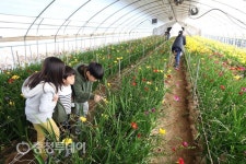 프리지어 수확체험, 화훼소비 꽃피운다