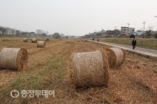 가을들녘 같은 무심천